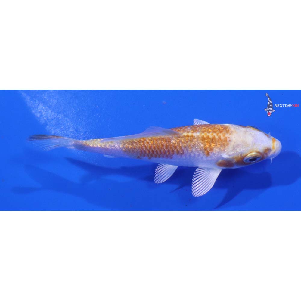 3.5” Imported Gin Rin Hariwake