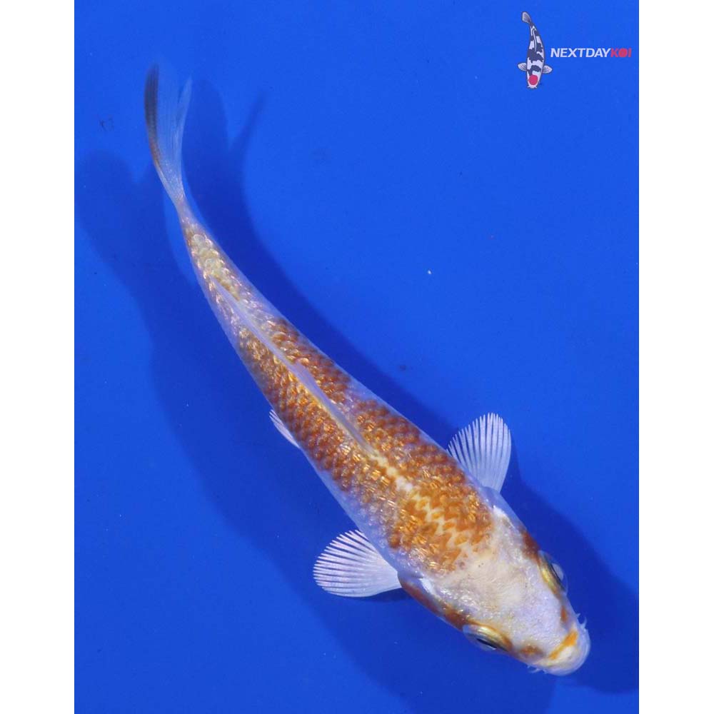 3.5” Imported Gin Rin Hariwake