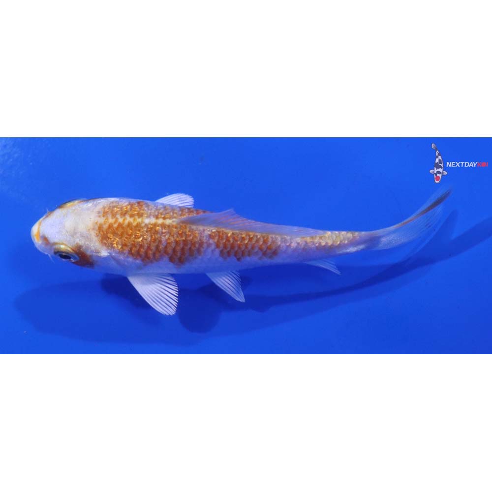 3.5” Imported Gin Rin Hariwake