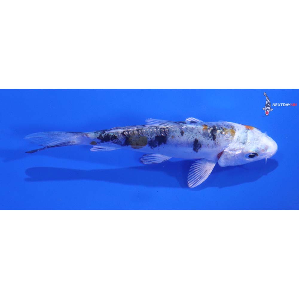 3.5” Imported Heisei Nishiki