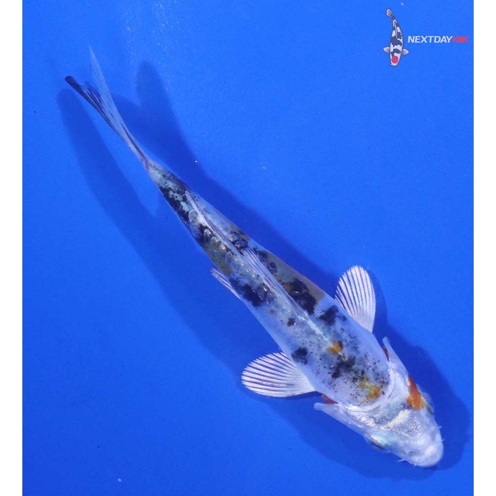 3.5” Imported Heisei Nishiki
