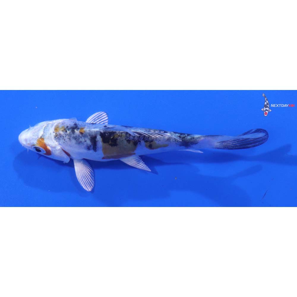 3.5” Imported Heisei Nishiki
