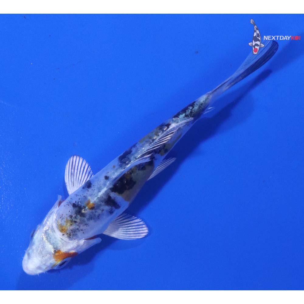 3.5” Imported Heisei Nishiki