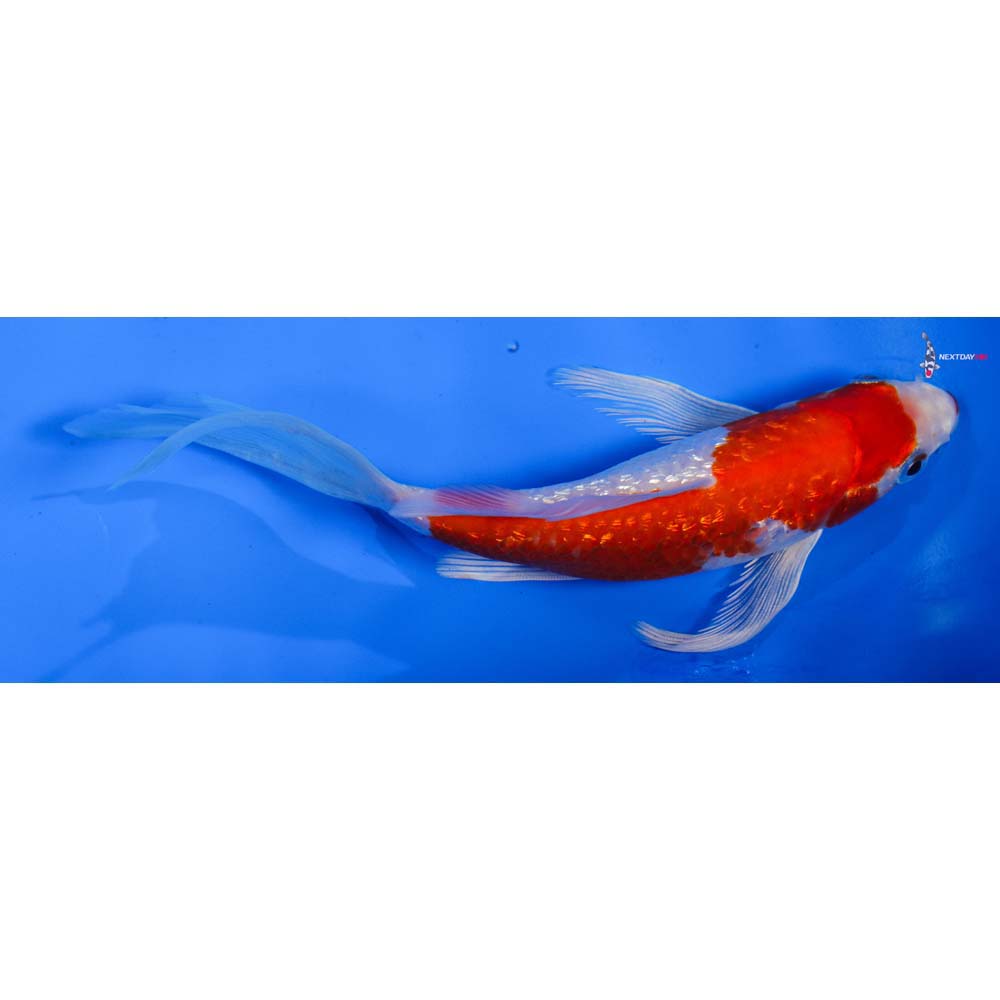 6” Imported Gin Rin Hariwake Butterfly Koi