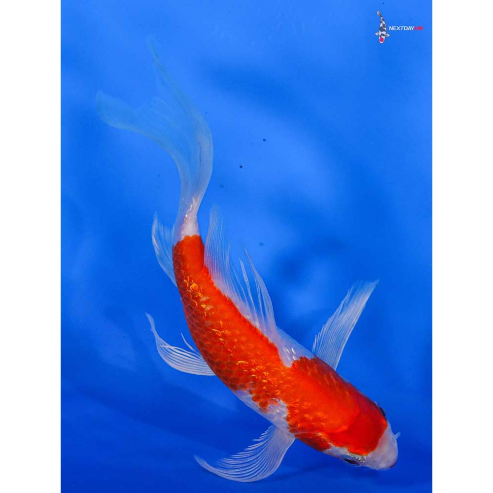 6” Imported Gin Rin Hariwake Butterfly Koi