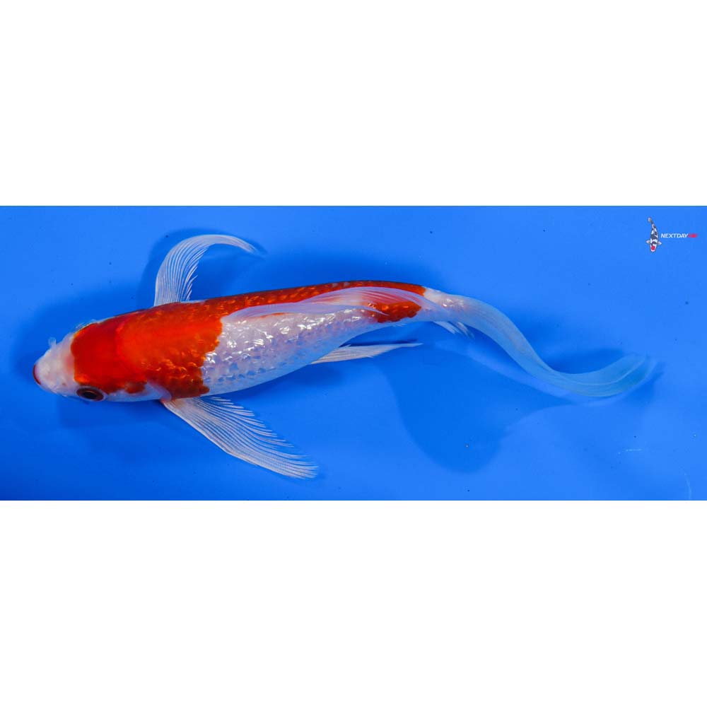 6” Imported Gin Rin Hariwake Butterfly Koi