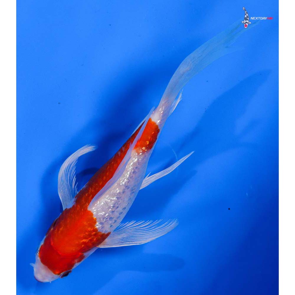 6” Imported Gin Rin Hariwake Butterfly Koi