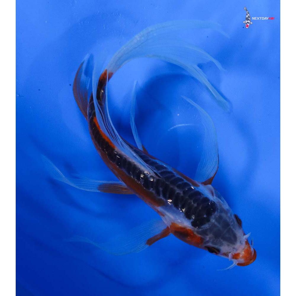 6.5” Imported Shusui Butterfly Koi