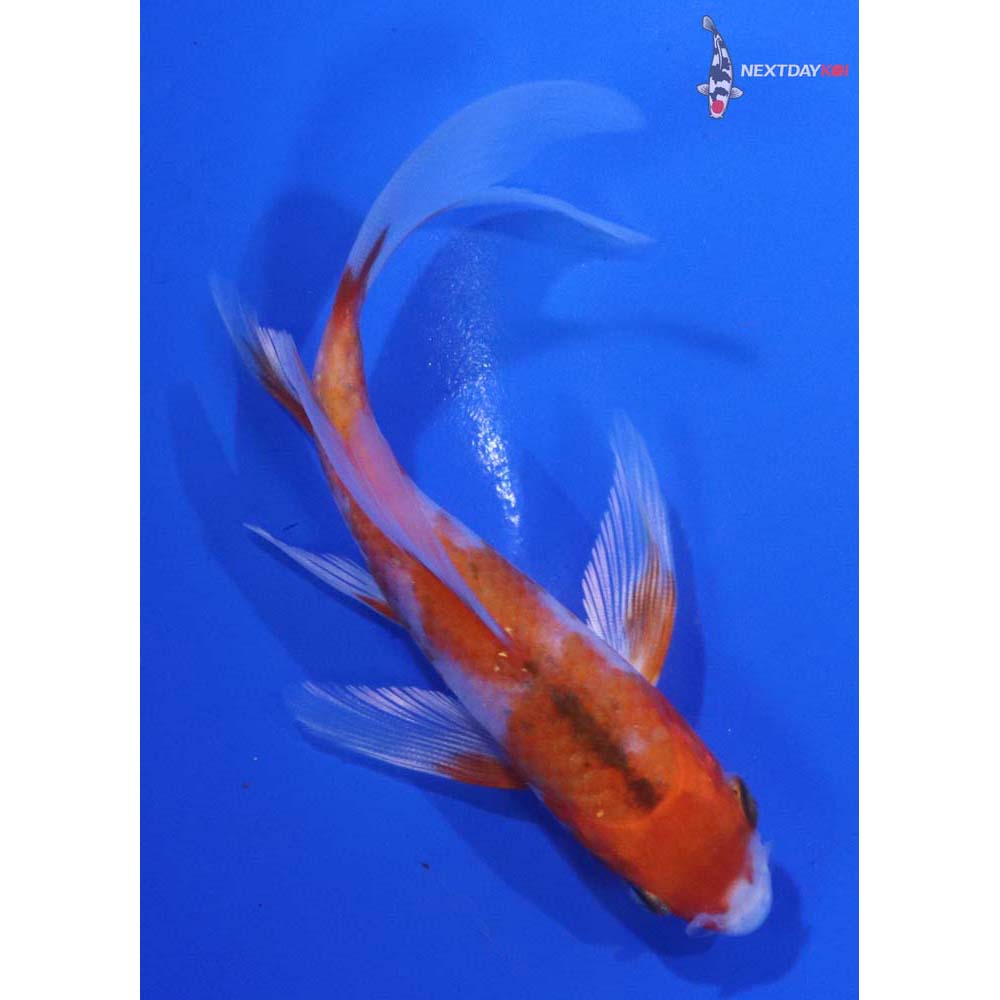 4.5” Imported Hariwake Butterfly Koi
