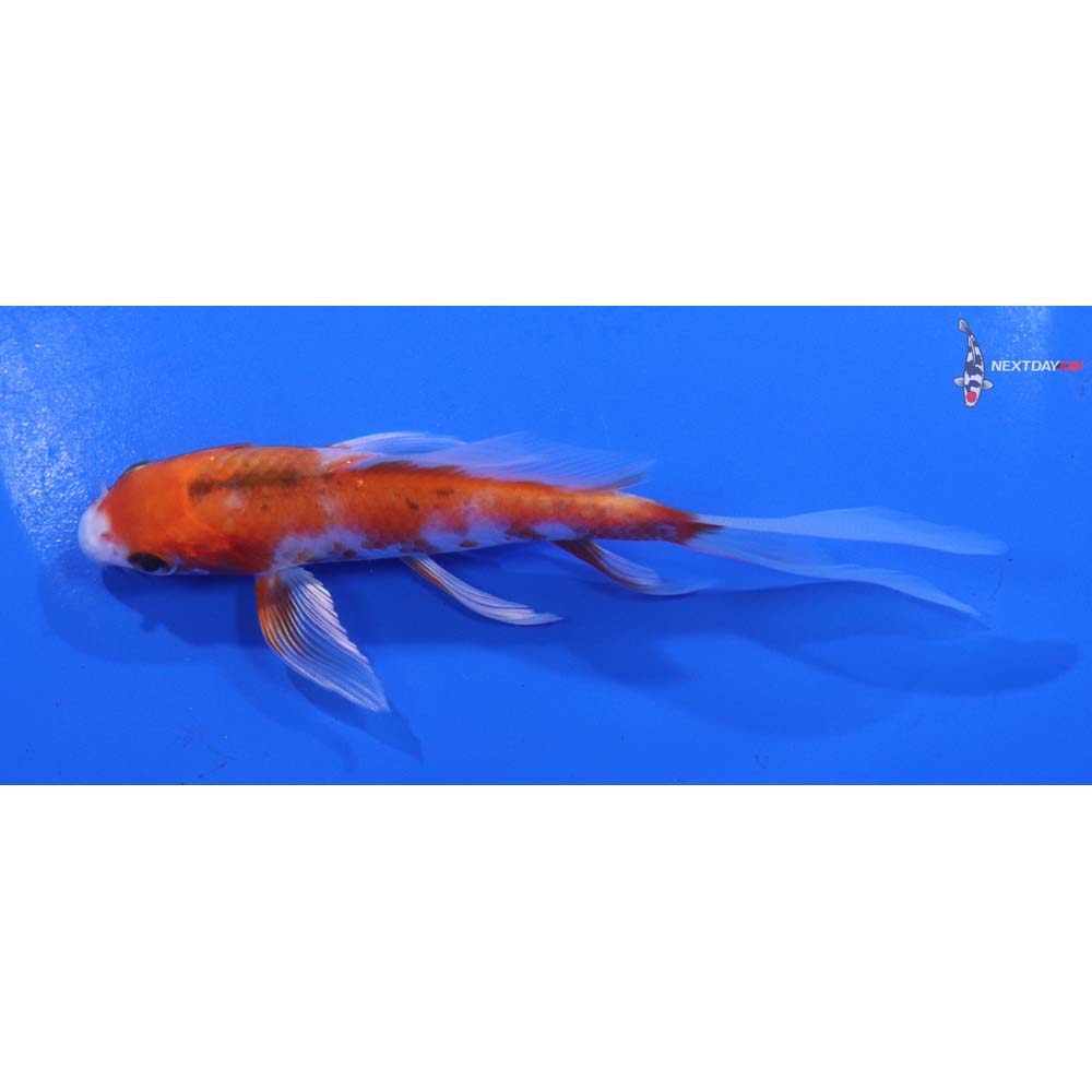 4.5” Imported Hariwake Butterfly Koi