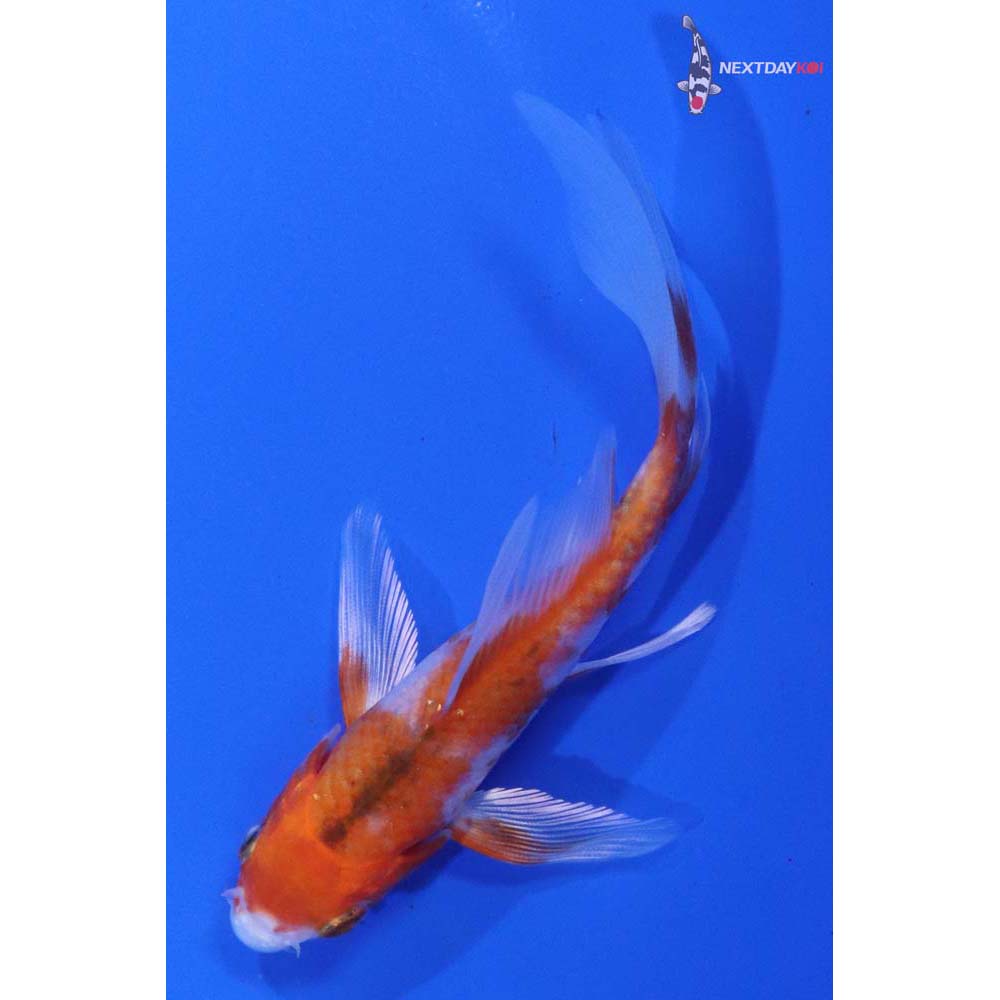 4.5” Imported Hariwake Butterfly Koi