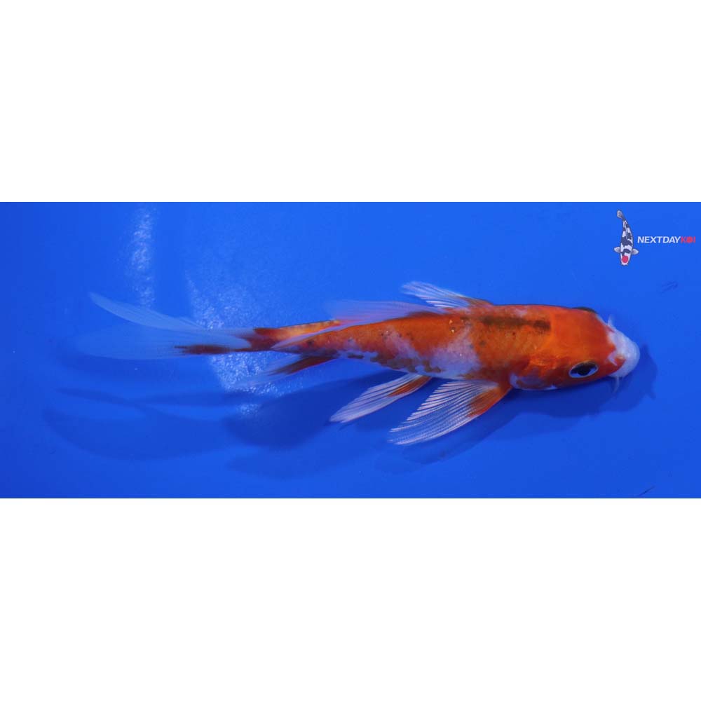 4.5” Imported Hariwake Butterfly Koi