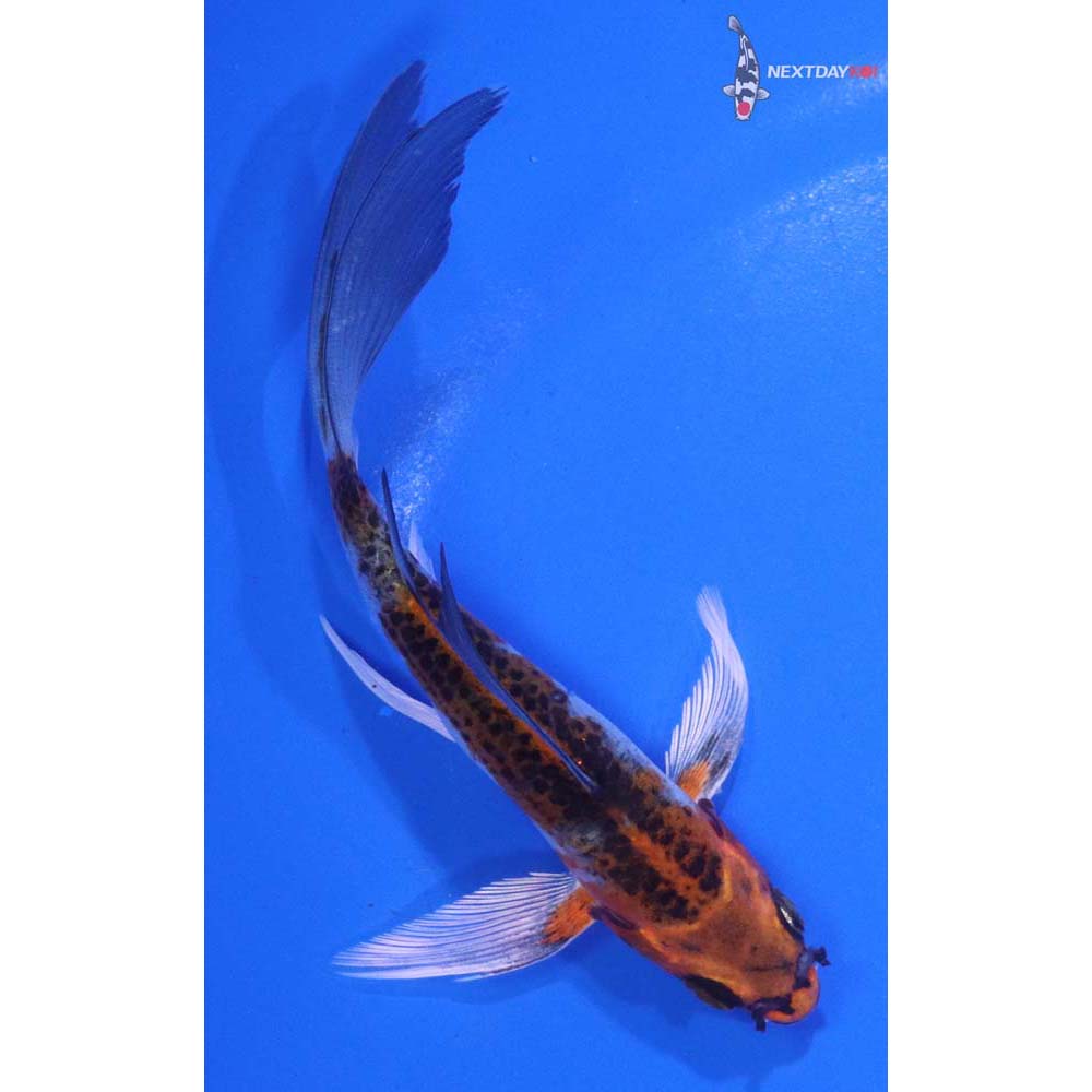 5” Imported Kujaku Butterfly Koi