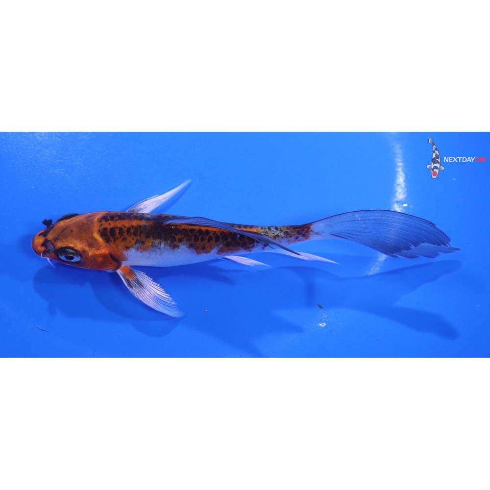 5” Imported Kujaku Butterfly Koi
