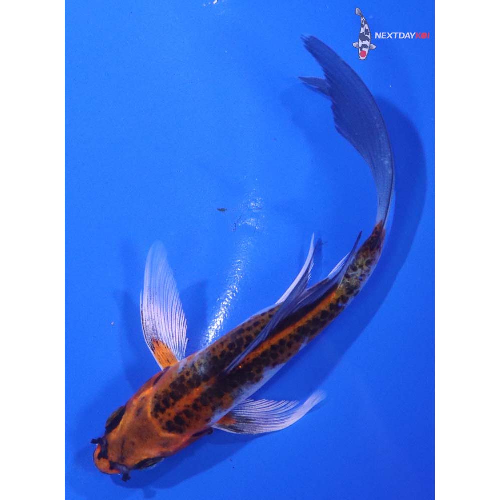 5” Imported Kujaku Butterfly Koi