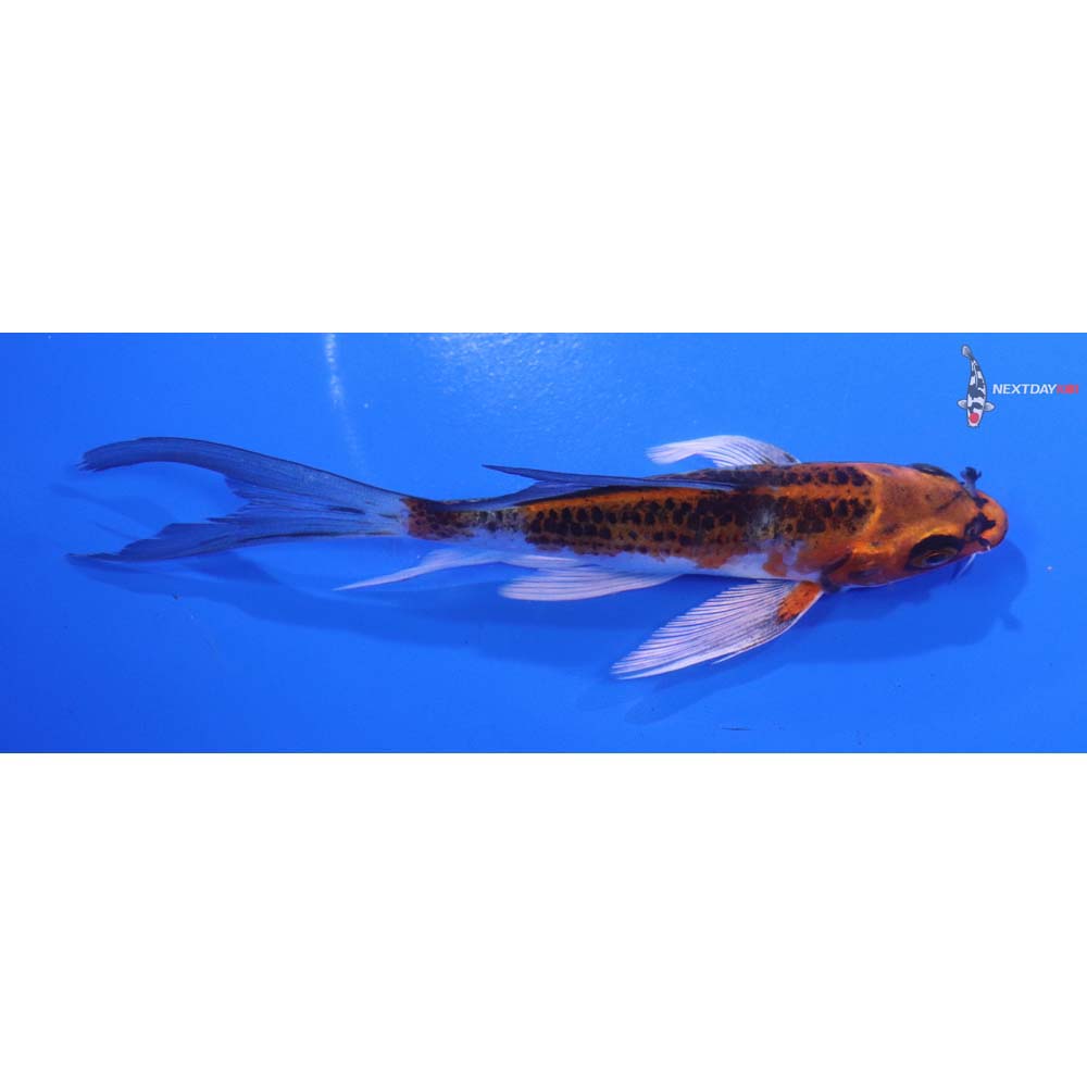 5” Imported Kujaku Butterfly Koi