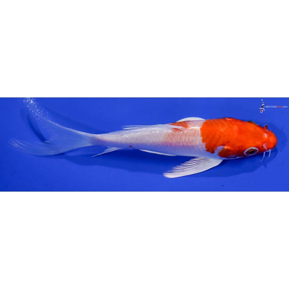 5” Imported Hariwake Butterfly Koi