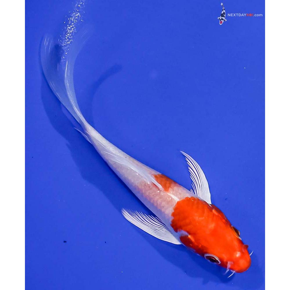 5” Imported Hariwake Butterfly Koi