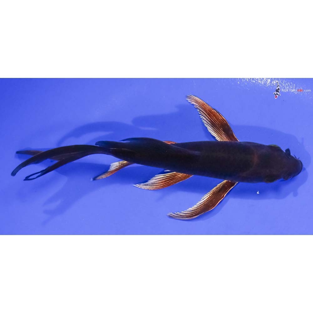 5.5” Imported Chagoi Butterfly Koi