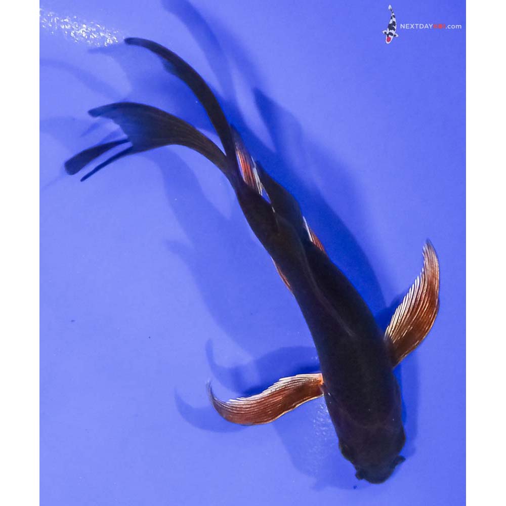 5.5” Imported Chagoi Butterfly Koi
