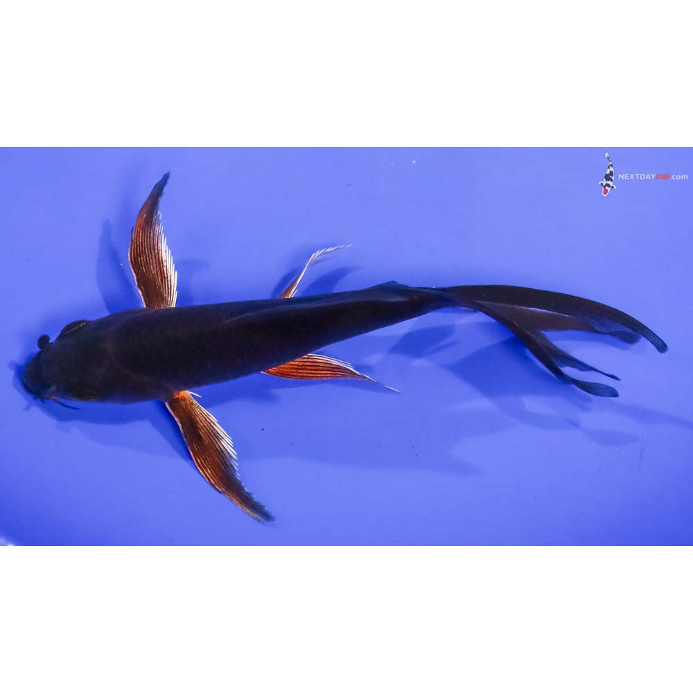 5.5” Imported Chagoi Butterfly Koi