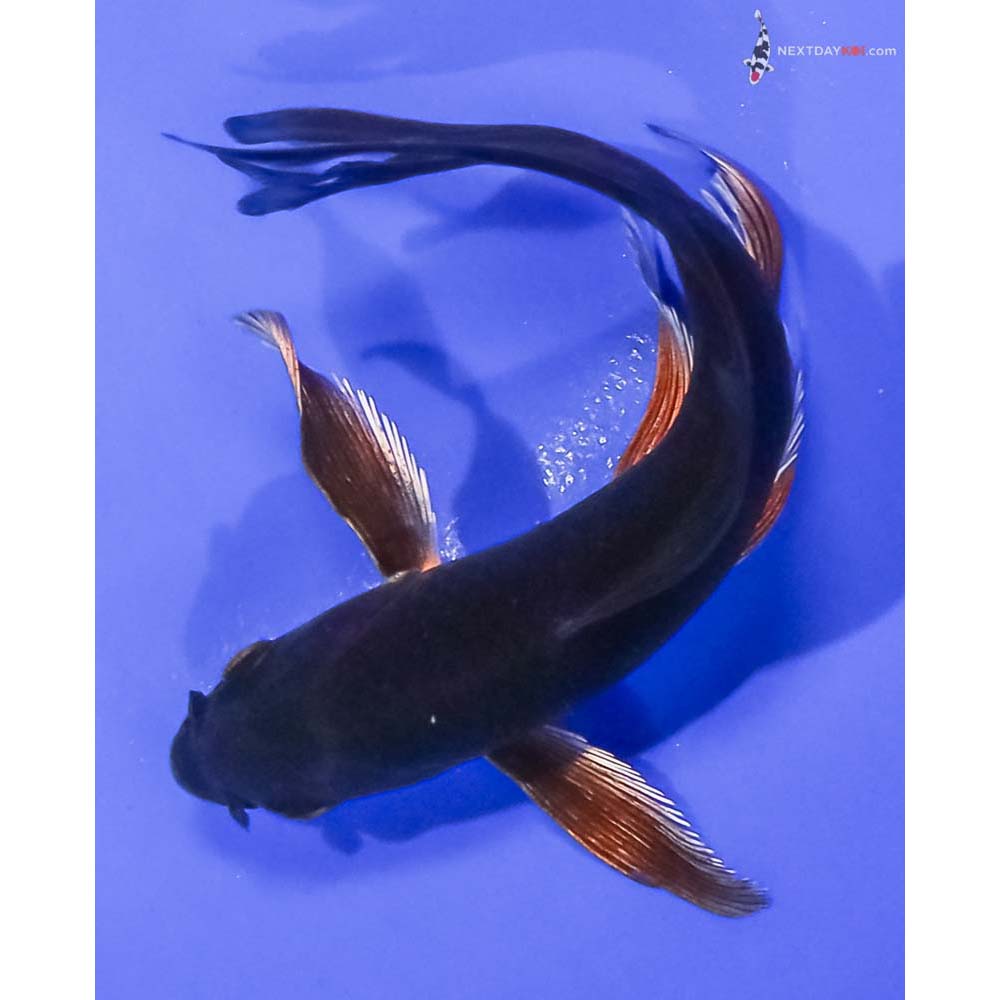 5.5” Imported Chagoi Butterfly Koi