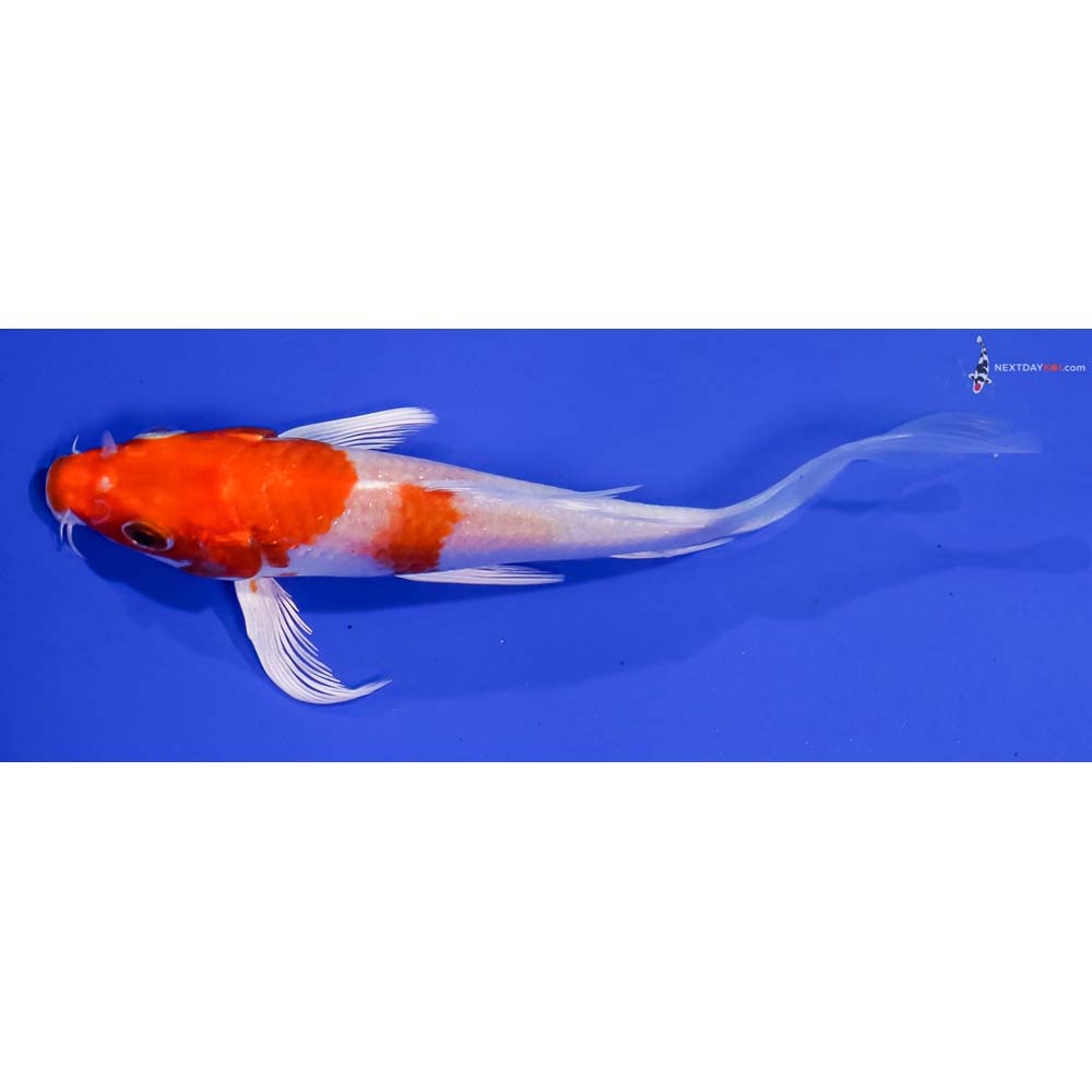 5” Imported Hariwake Butterfly Koi
