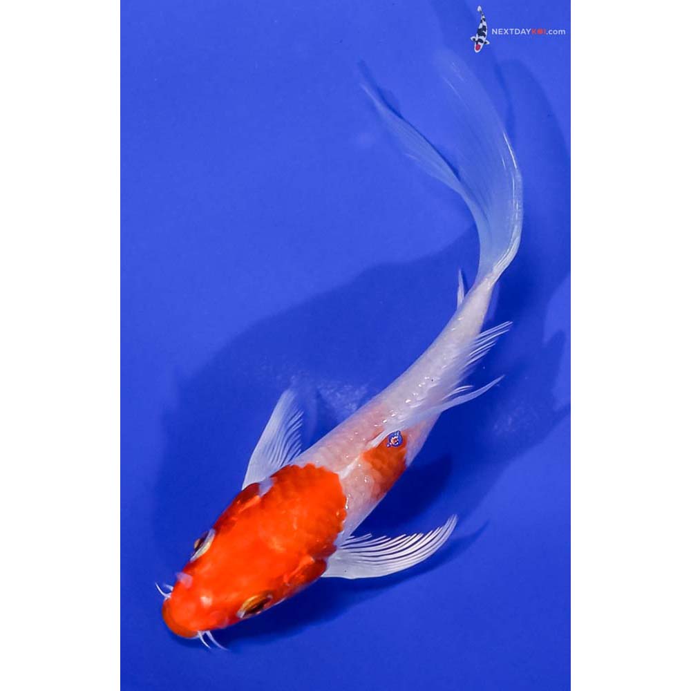 5” Imported Hariwake Butterfly Koi
