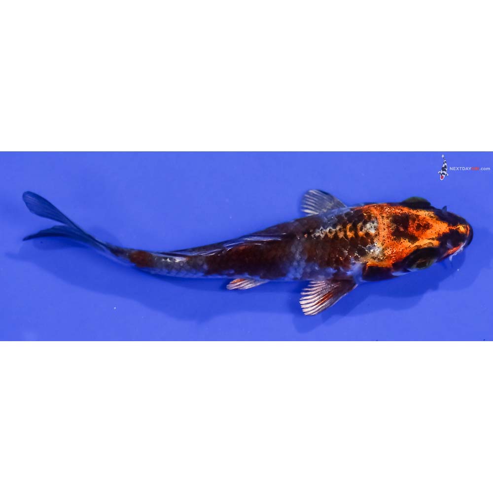 4” Imported Kujaku