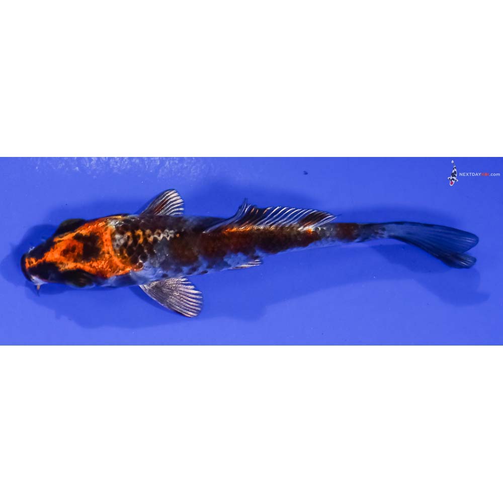 4” Imported Kujaku
