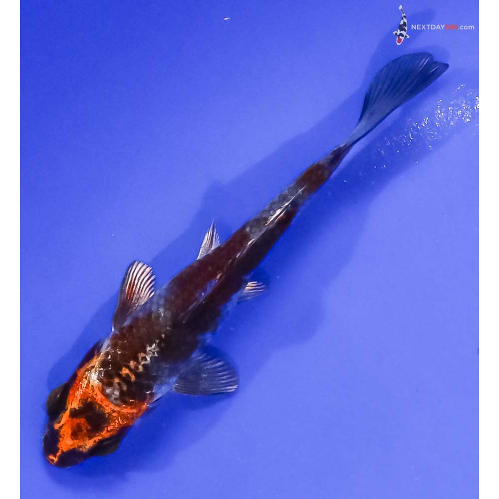 4” Imported Kujaku