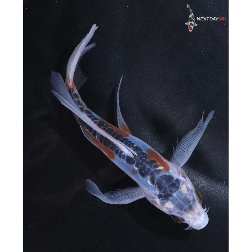 5” Imported Shusui Butterfly Koi