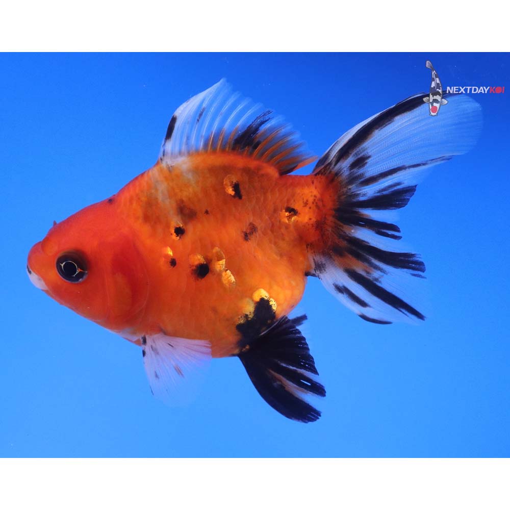 4” Imported Calico Ryukin