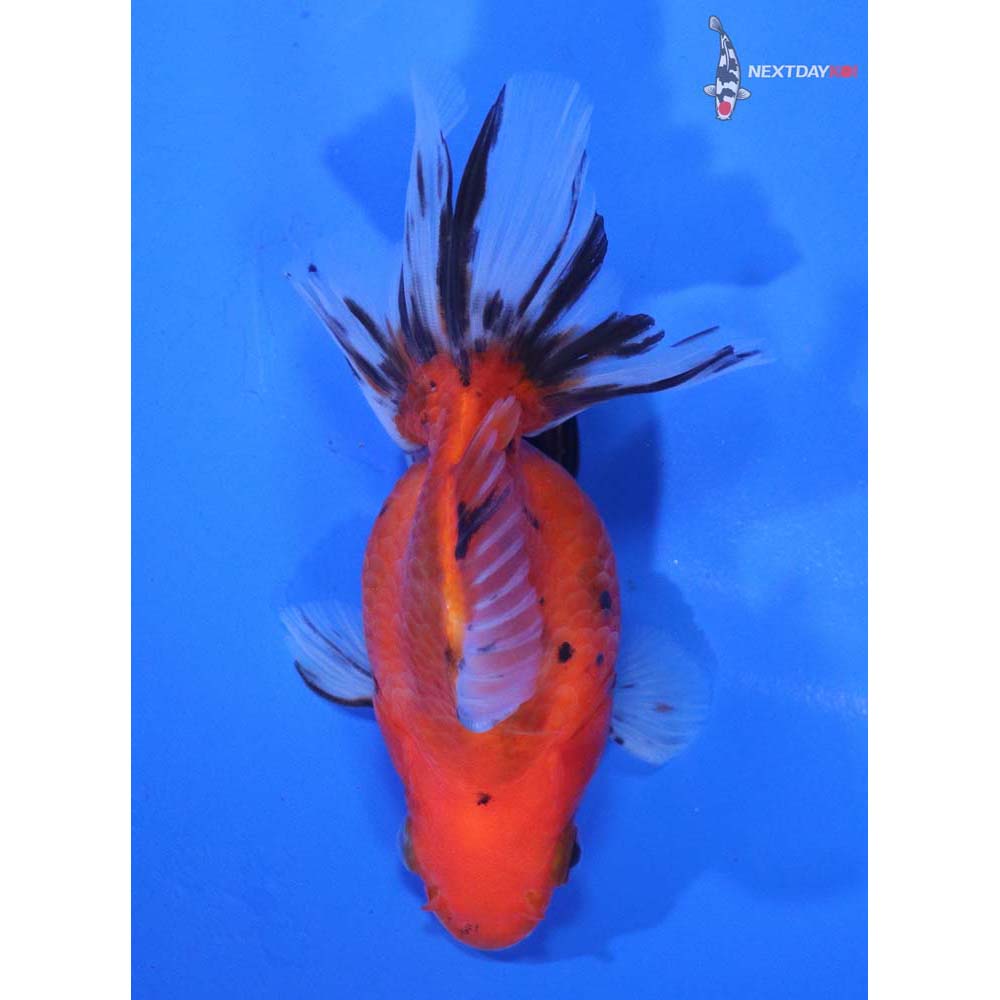 4” Imported Calico Ryukin