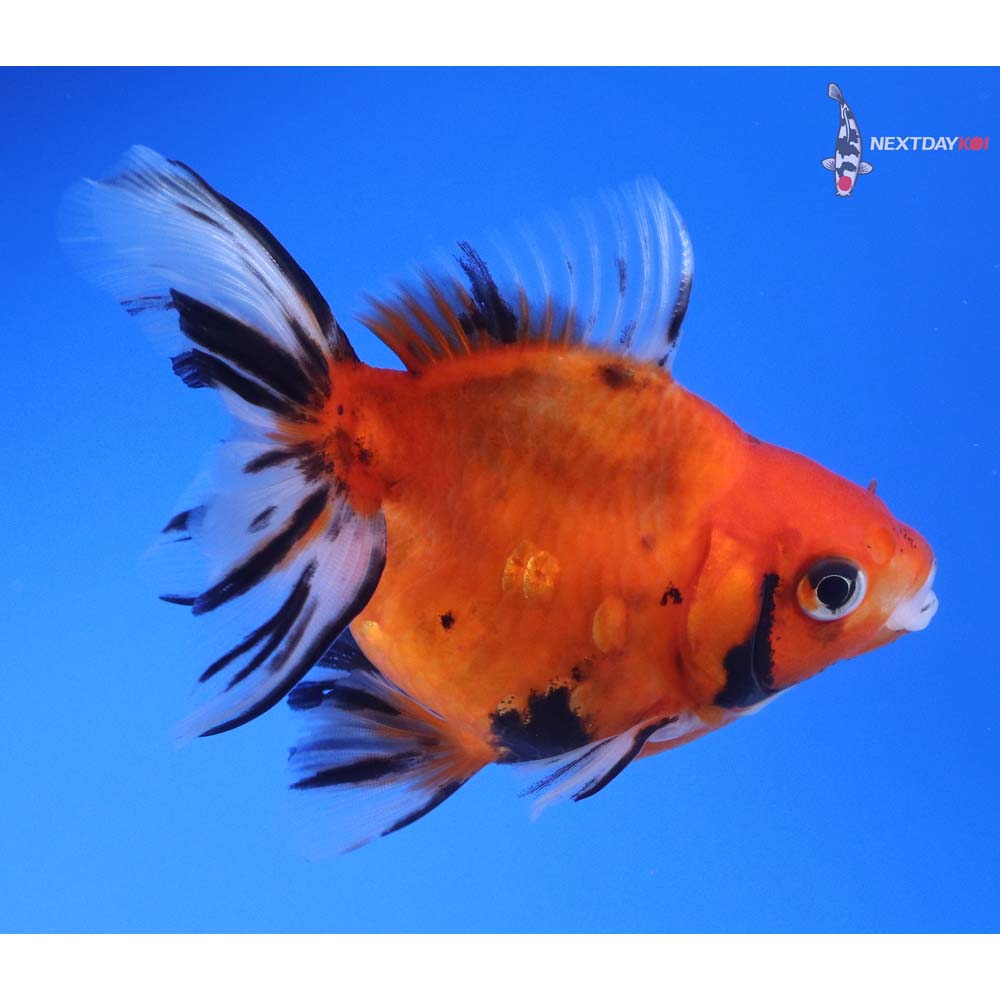 4” Imported Calico Ryukin