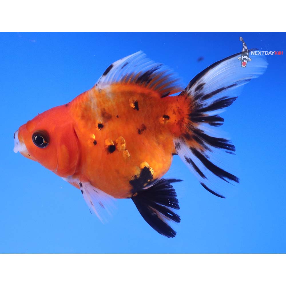 4” Imported Calico Ryukin