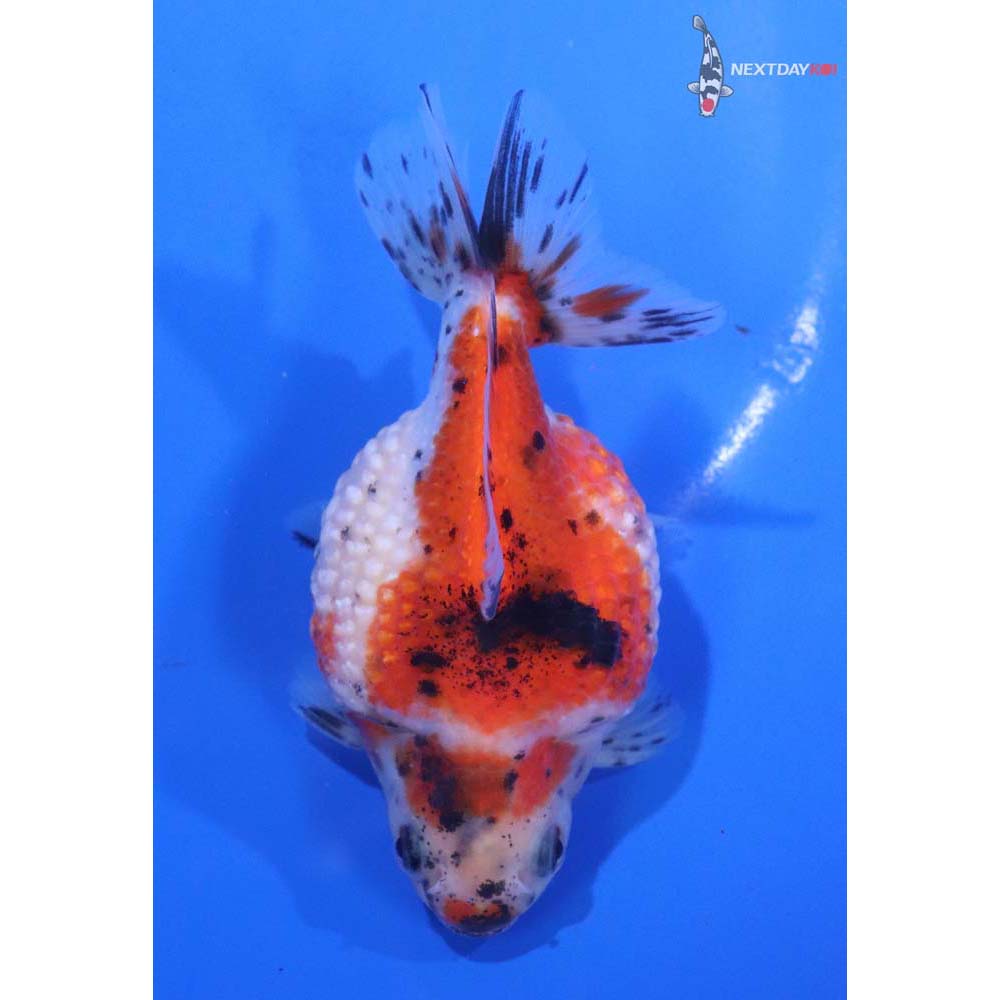 4” Imported Calico Pearlscale