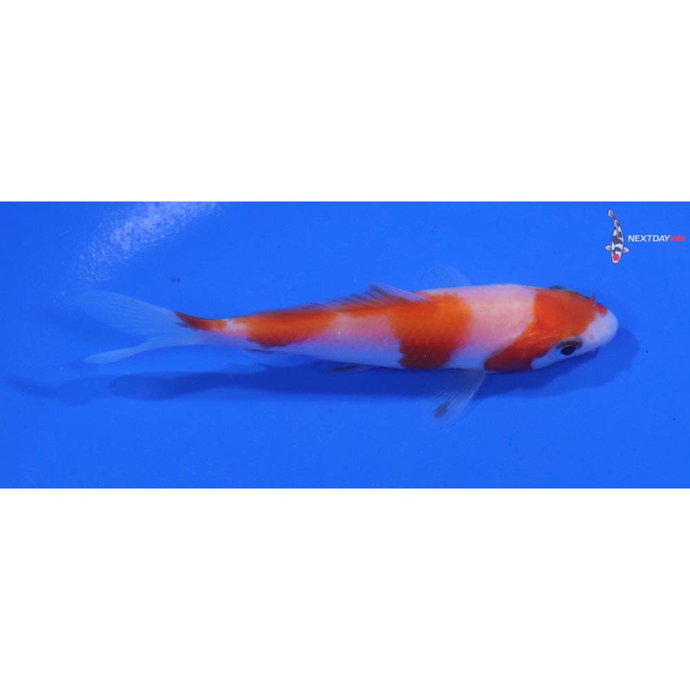3” Imported Kohaku