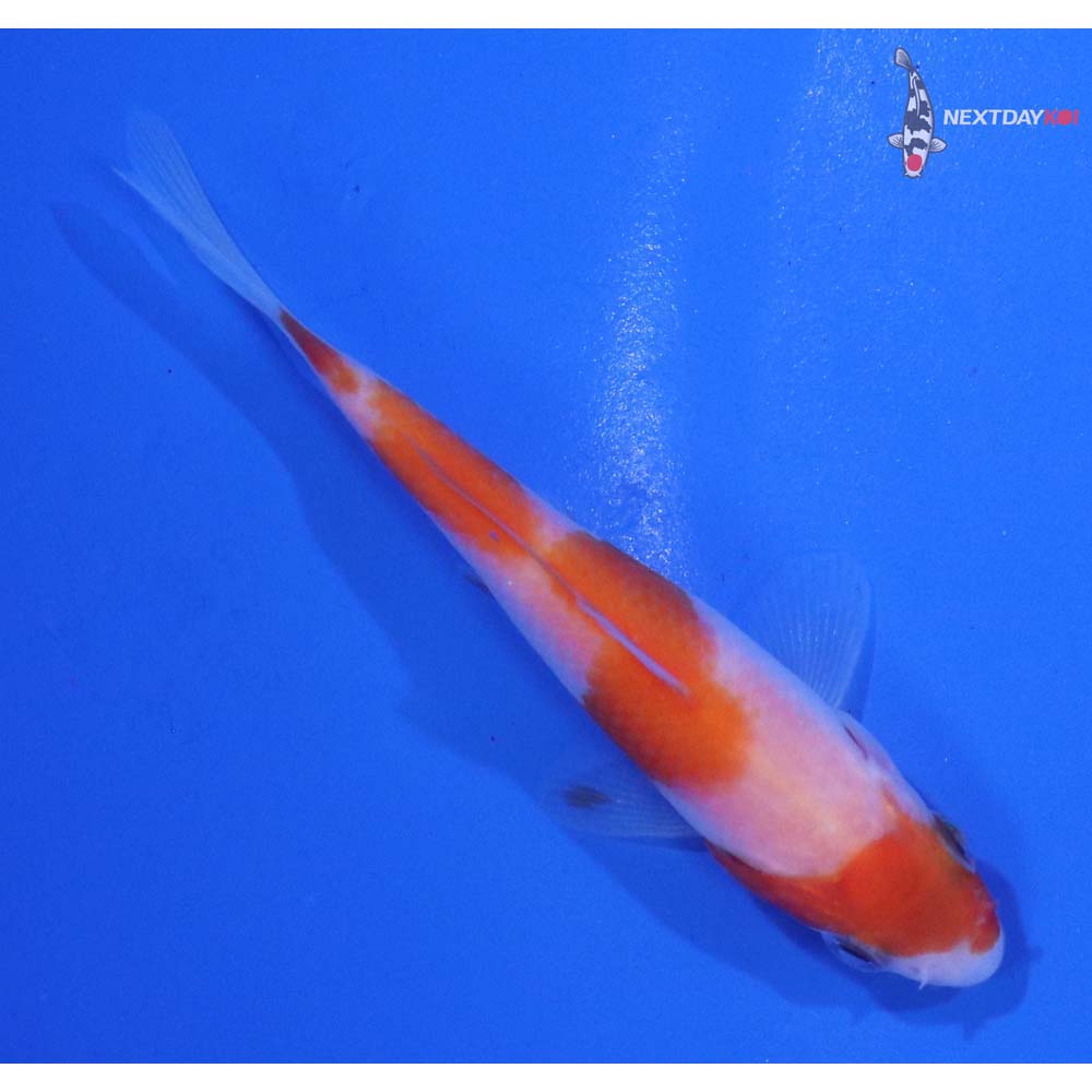 3” Imported Kohaku