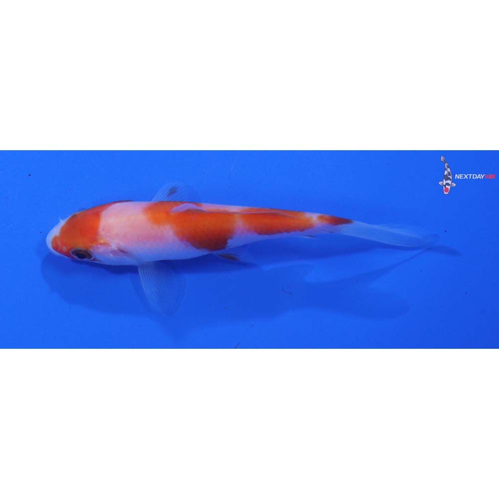3” Imported Kohaku