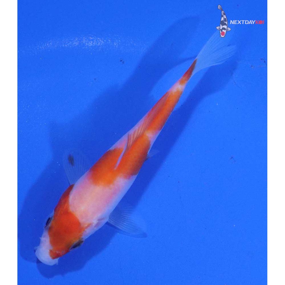 3” Imported Kohaku