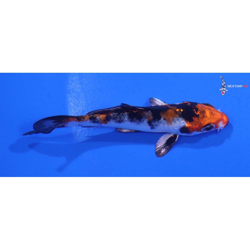3.5” Imported Yamato Nishiki