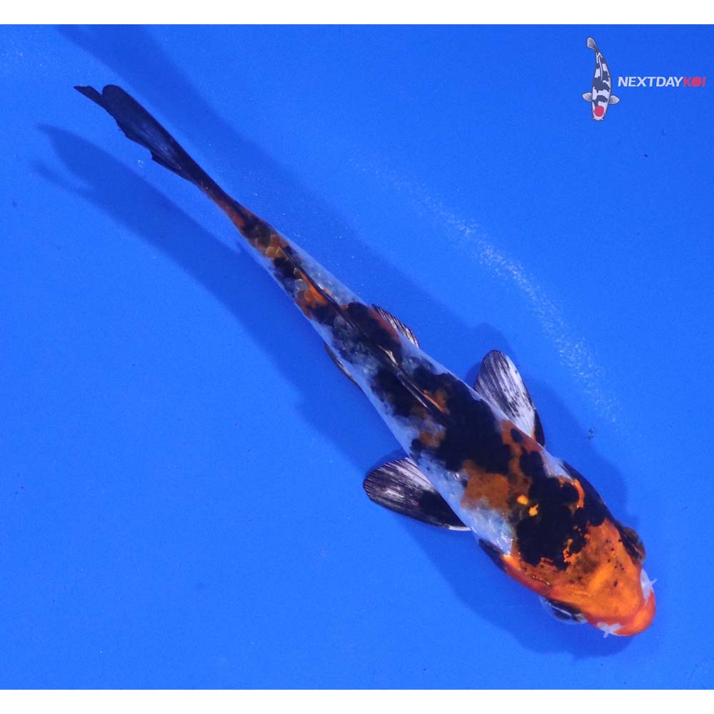3.5” Imported Yamato Nishiki