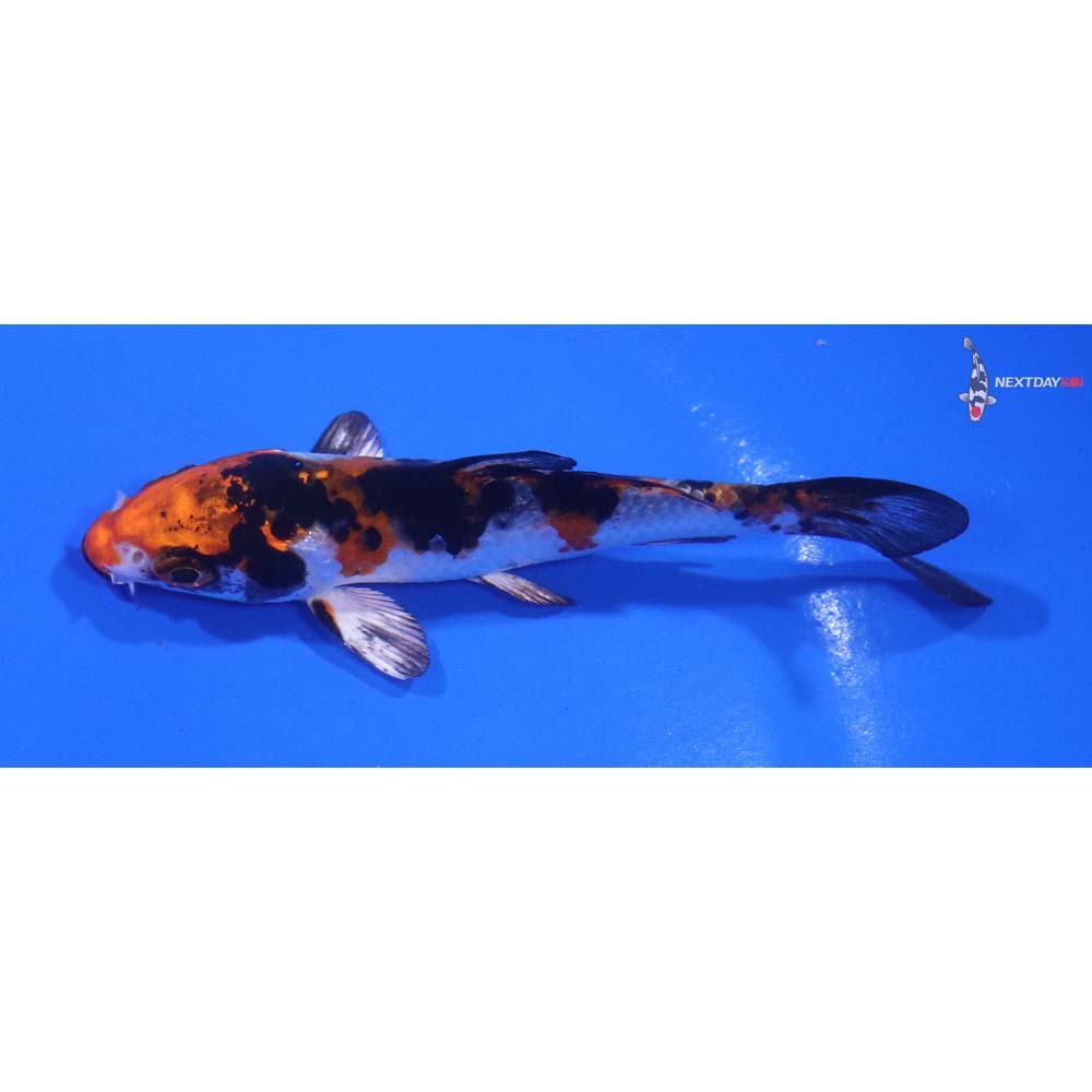 3.5” Imported Yamato Nishiki