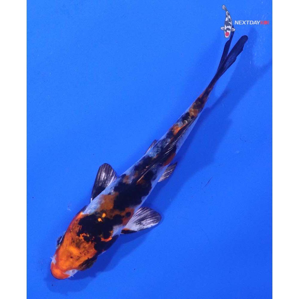 3.5” Imported Yamato Nishiki