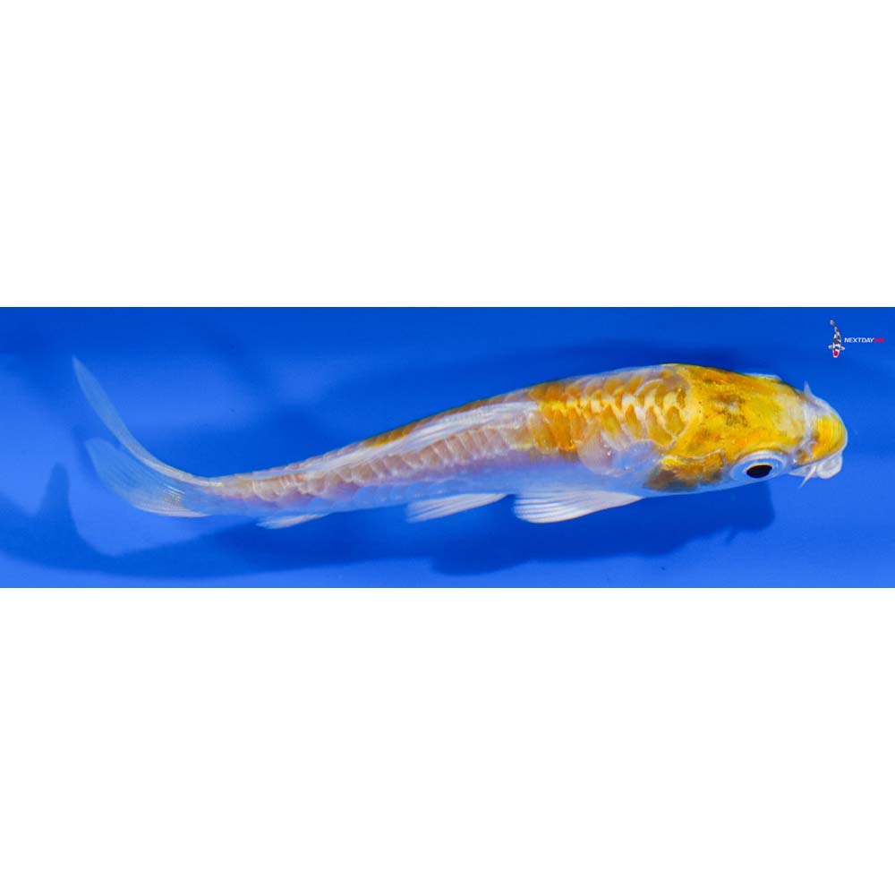 3.5” Imported Doitsu Lemon Hariwake