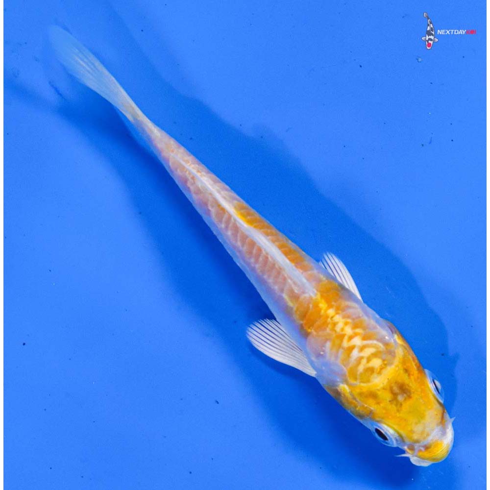 3.5” Imported Doitsu Lemon Hariwake