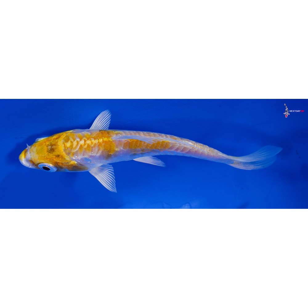 3.5” Imported Doitsu Lemon Hariwake