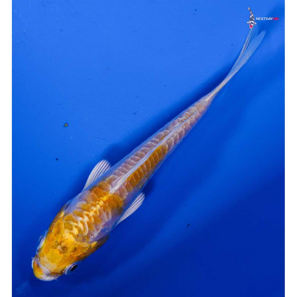 3.5” Imported Doitsu Lemon Hariwake