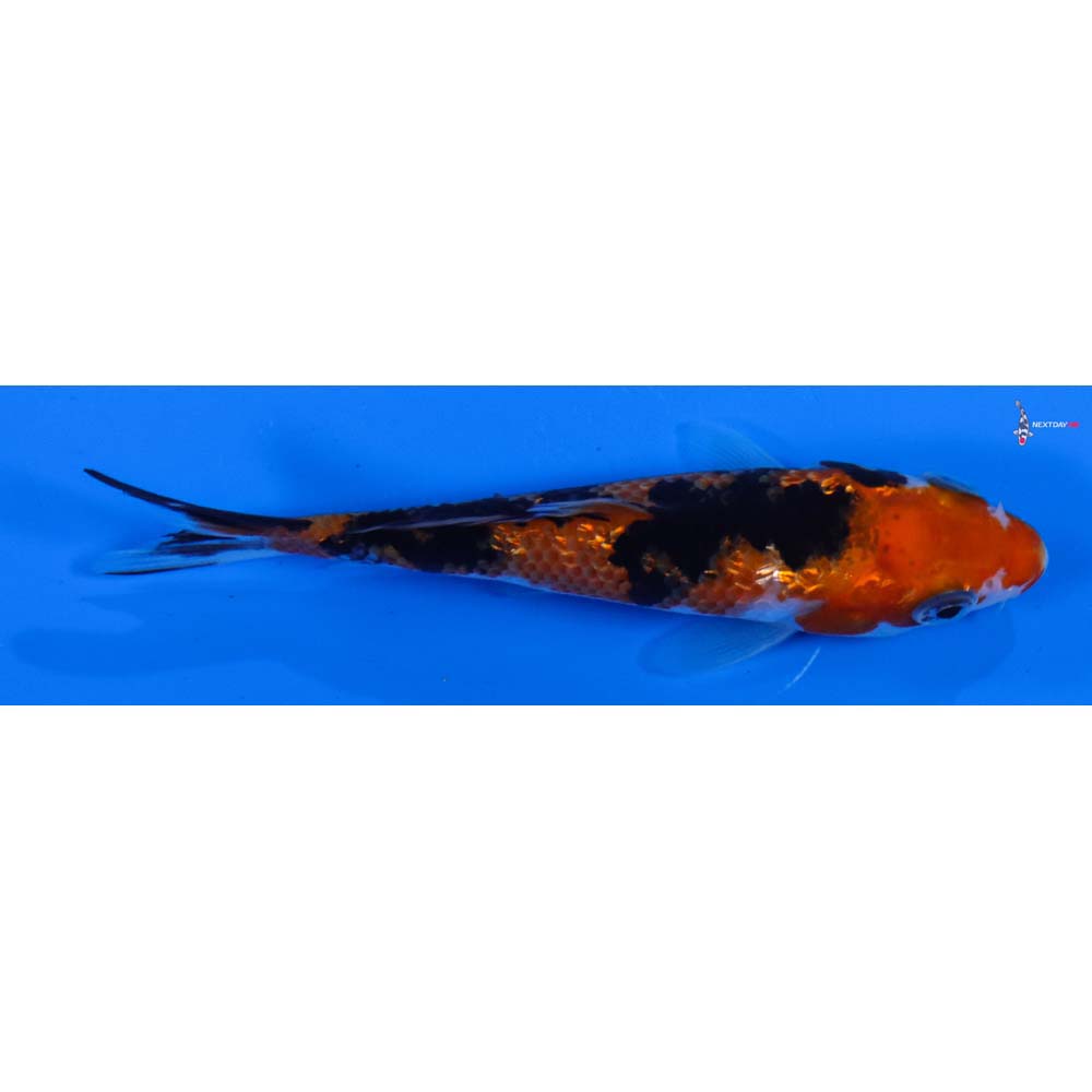 3.5” Imported Gin Rin Sanke